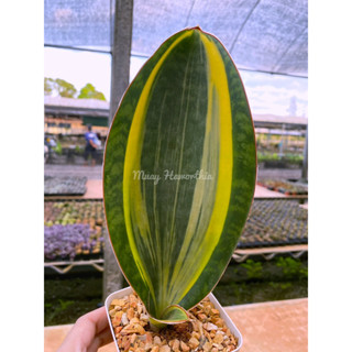 Sansevieria Masonniana ครีบปลาวาฬด่างเหลืองใบใหญ่ San001 ส่งแบบล้างราก  ไม้อวบน้ำ ต้นไม้ประดับ ไม้ต่างประเทศ  Succulnt