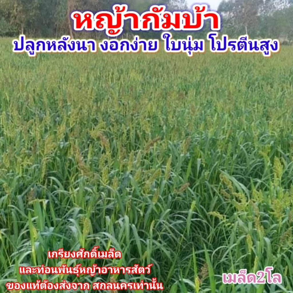 #เมล็ดหญ้ากัมบ้า 2กก.#หญ้ากัมบ้า เมล็ดพันธุ์หญ้ากัมบ้า #เกรียงศักดิ์เมล็ดและท่อนพันธุ์หญ้าอาหารสัตว์