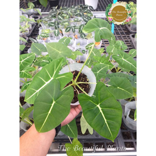 อโลคาเซีย ฟลายเด้ก#Alocasia frydek