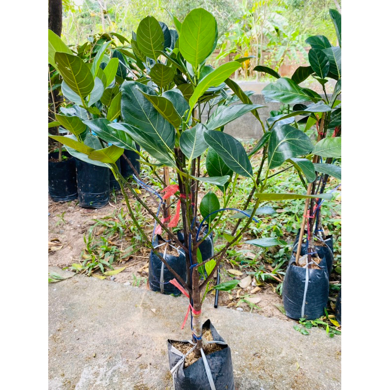 ต้นขนุนแดงสุริยา ทาบกิ่ง ต้นแข็งแรง แท้100% สูง70-80cm. - รูปที่ 2