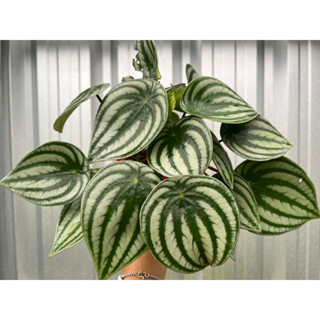 เปปเปอร์แตงโม #Watermelon Peperomia กอใหญ่กระถาง 4นิ้ว