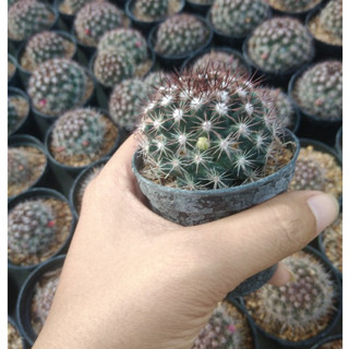 🌵💥 แมมมิราริสหนามแดง 💥🌵  แมมหนามพิกุล Mammilaria mammilaris  4-5 ซม. ต้นกระบองเพชร ต้นแคคตัส (แคคตัส กระบองเพชร)