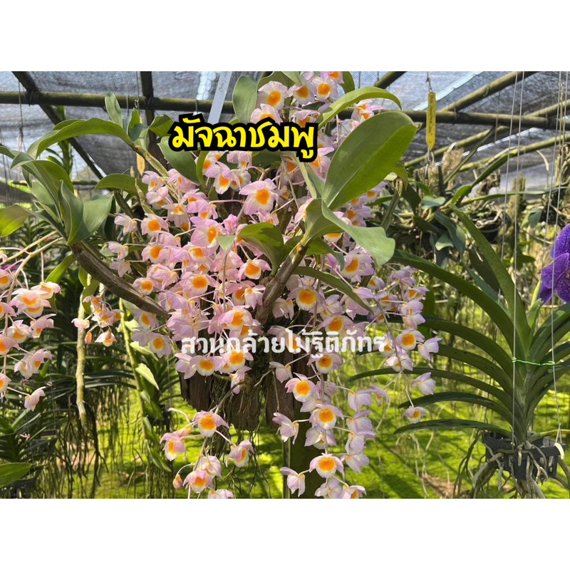 กล้วยไม้มัจฉาชมพู  แต่งบ้าน สวน ต้นไม้ ไม้ประดับ