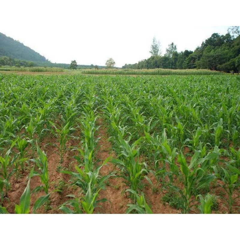 เขียวนาโน  แคปซูล อาหารพืชราคาส่ง - รูปที่ 3