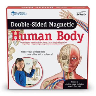 Learning Resources, Double-Sided Magnetic Human Body ภาพแม่เหล็ก ร่างกายมนุษย์จำลอง สำหรับอายุ 5 ขึ้นไป