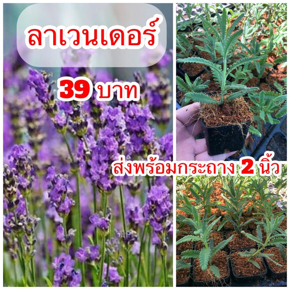 ต้นลาเวนเดอร์ ไฮบริด ส่งพร้อมกระถาง 8 นิ้ว