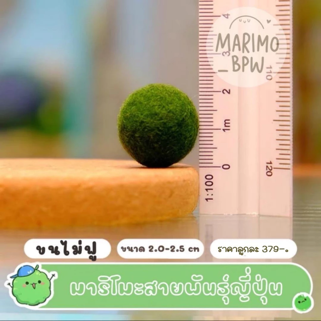 [แท้ 💯%]💚มาริโมะ สายพันธุ์ญี่ปุ่น ขนาด 1.6-2.5 cm💚