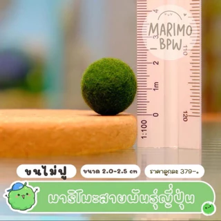 [แท้ 💯%]💚มาริโมะ สายพันธุ์ญี่ปุ่น ขนาด 1.6-2.5 cm💚