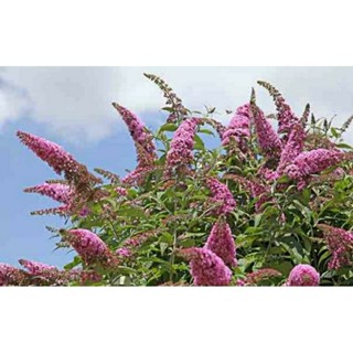 เมล็ดพันธุ์ดอก บัทเทอร์ฟลาย บุช สีชมพู(Pink Delight Butterfly Bush Seed) บรรจุ 50 เมล็ด ของแท้ คุณภาพดี ราคาถูก นำเข้า