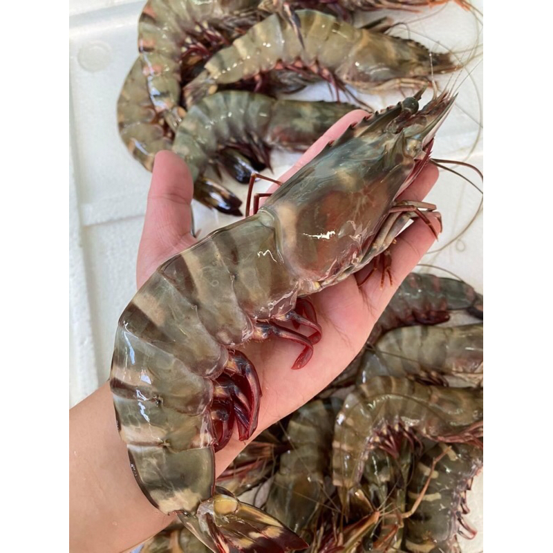 กุ้งทะเล กุ้งลายเสือ  ไม่ใช่กุ้งเลี้ยง สดตรงจากทะเลอ่าวไทย ราคาขายต่อกิโล