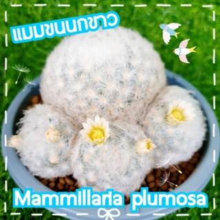 🐦 แมมขนนกขาว (Mam. Plumosa) ขนนกเปียก ขนนกญี่ปุ่น 📷 ดูรูปเพิ่มเติมแจ้งได้ค่า