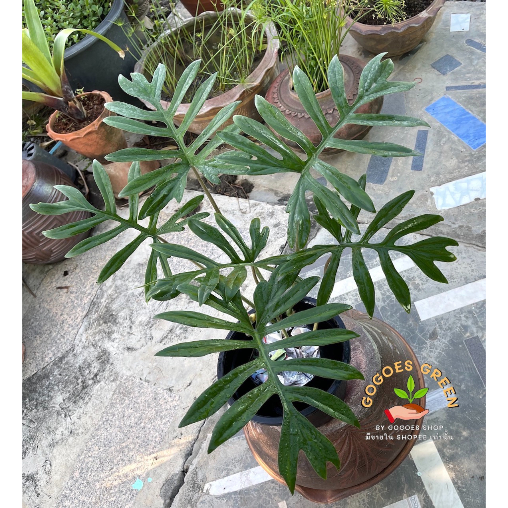 ฟิโลมาโยอิ ฟิโลดาวแดง Philodendron Mayoi ไม้หายาก ต้นไม้ฟอกอากาศสุดฮิต ฟอร์มสวย