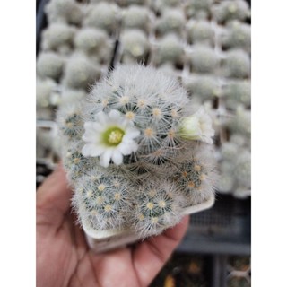 แมมมิลาเรีย คามิเน่ขาว Mammillaria carmenae