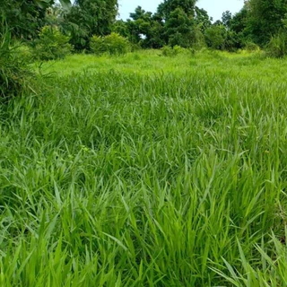 #เมล็ดหญ้ารูซี่ 1kg. พร้อมปลูกเดือน ม.ค.ปี69 #รูซี่เลี้ยงวัว #หญ้ารูซี่ #ruzigrass #เกรียงศักดิ์พันธุ์หญ้าสกลนคร
