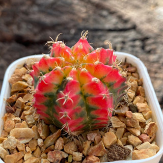 ยิมโนด่าง GYmno variagata seedings ขนาดกระถาง 3 นิ้ว (จัดส่งทั้งกระถาง) กระบองเพชร Cactus ต้นไม้สวยงาม