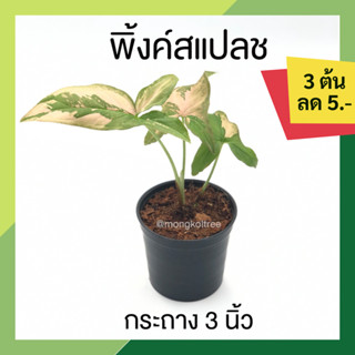 🔥 โปร 9.9  🔥 [3 ต้น ลด 5.- ] พิ้งค์สแปลช กระถาง 3 นิ้ว (Syngonium Pink Splash) เงินหลมาด่างชมพู สีชมพูเขียว สวยหวาน