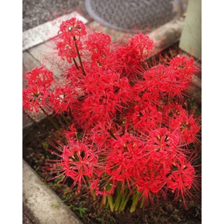 ไม้นำเข้า - พลับพลึงแมงมุม Lycoris (ชุดละ 3 หัว)