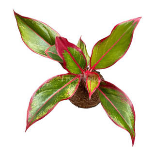 แสงเงินแสงทอง กระถาง 4 นิ้ว  Aglaonema Siam Aurora pot”4