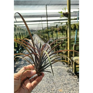 Tillandsia capitata domingensis ไม้รากอากาศ ปลูกเป็นกอ