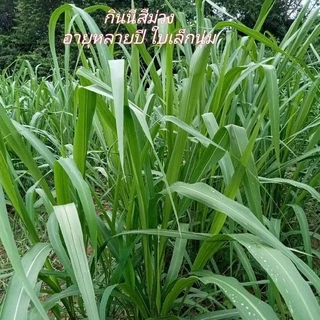 #เมล็ดหญ้ากินนีสีม่วง พร้อมปลูกเดือน มค.ปี 69 เป็นต้นไป#หญ้ากินนีสีม่วง #เกรียงศักดิ์เมล็ดและท่อนพันธุ์หญ้าอาหารสัตว์