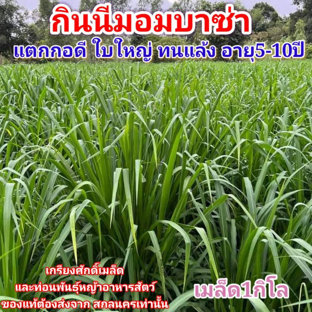 #เมล็ดหญ้ากินนีมอมบาซ่า เมล็ดใหม่ปี67 กินนีมอมบาซ่า Mombasa #เกรียงศักดิ์เมล็ดและท่อนพันธุ์หญ้าอาหารสัตว์
