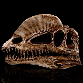 JAPAN โมเดล กะโหลกผี ไดโนเสาร์ Dinosaur เรซิ่น Resin Skull ตกแต่งบ้าน ปาร์ตี้ฮาโลวีน Halloween Gift Limited งานปั้น