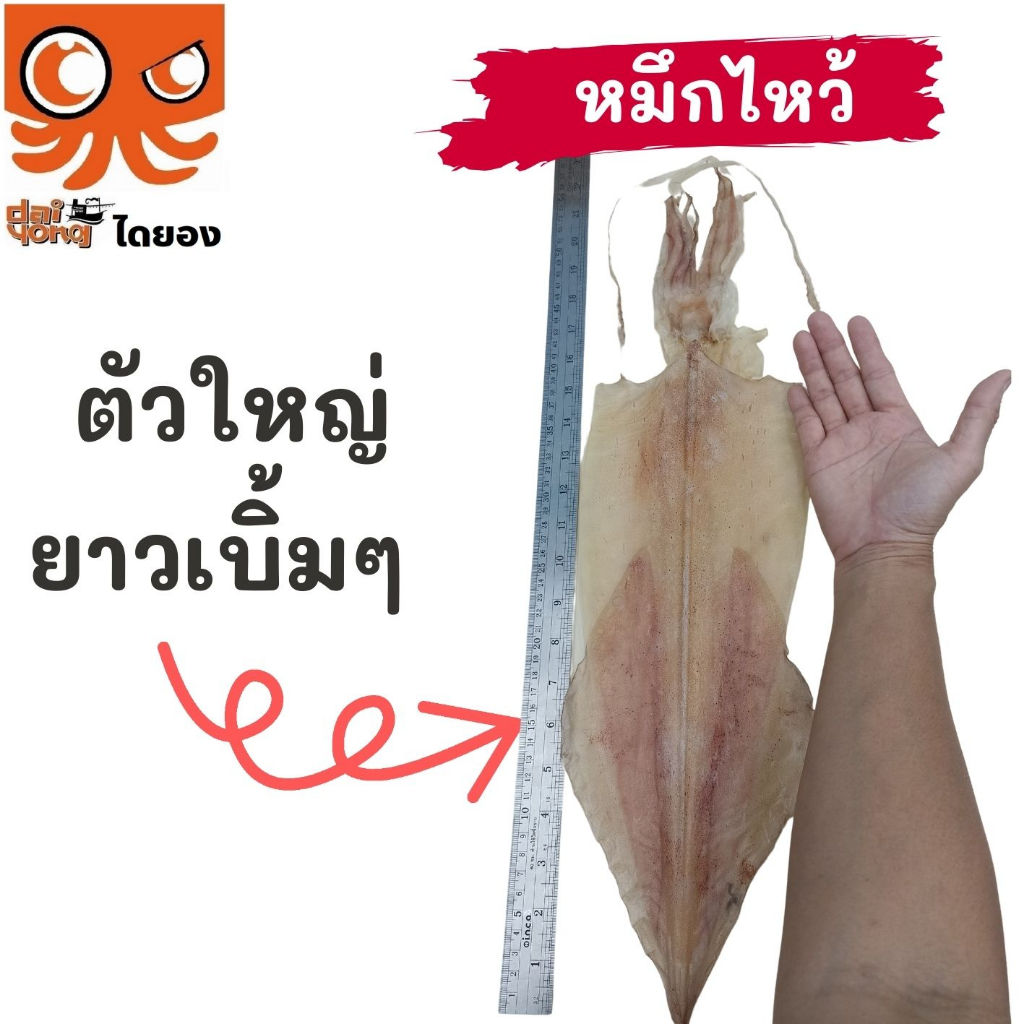 หมึกไหว้ หมึกหนังผ่า ตัวใหญ่ยาว 15 นิ้ว (บรรจุ 1-2 ตัว น้ำหนัก 130-250 กรัม) มีสินค้าจริง ส่งไว