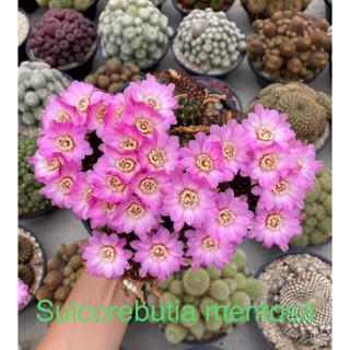 ซัลคอลรีบูเทีย เมนโทซ่า Sulcorebutia Mentosa