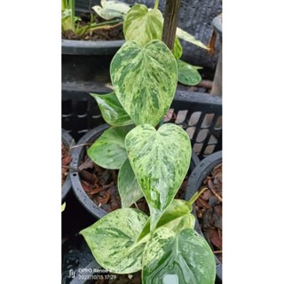 Philodendron hederaceum variagated