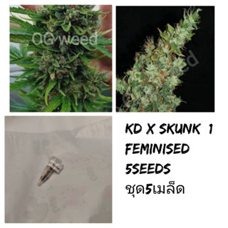 เมล็ด KD x Skunk#1 ทำเพศเมียSTS90%ชุด5เมล็ด