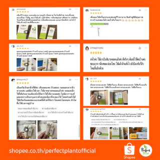 DR.NAME X Perfect Plant ครีมรักษาสิว ลดสิว สิวอักเสบ สิวอุดตัน สิวติดสาร สิวผด สิวฮอร์โมน รอยสิว 15g