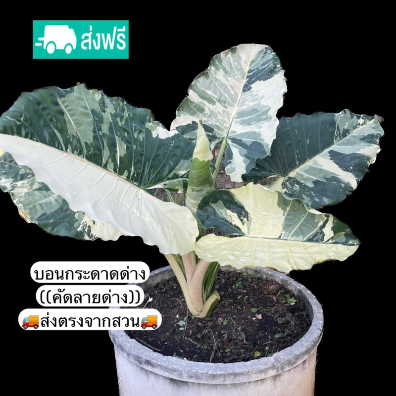 บอนกระดาดด่าง (คัดลายพิเศษ) **จัดส่งต้นด่าง** ราคาส่ง