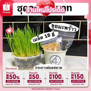 🎉เหลือ 6.- กรอกโค้ดDET50FEB ] ชุดปลูกต้นข้าวสาลี (เมล็ด15g + ขุยมะพร้าว+ กระถางย่อยสลายได้)