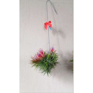 Tillandsia ionantha fuego แขวนลวด