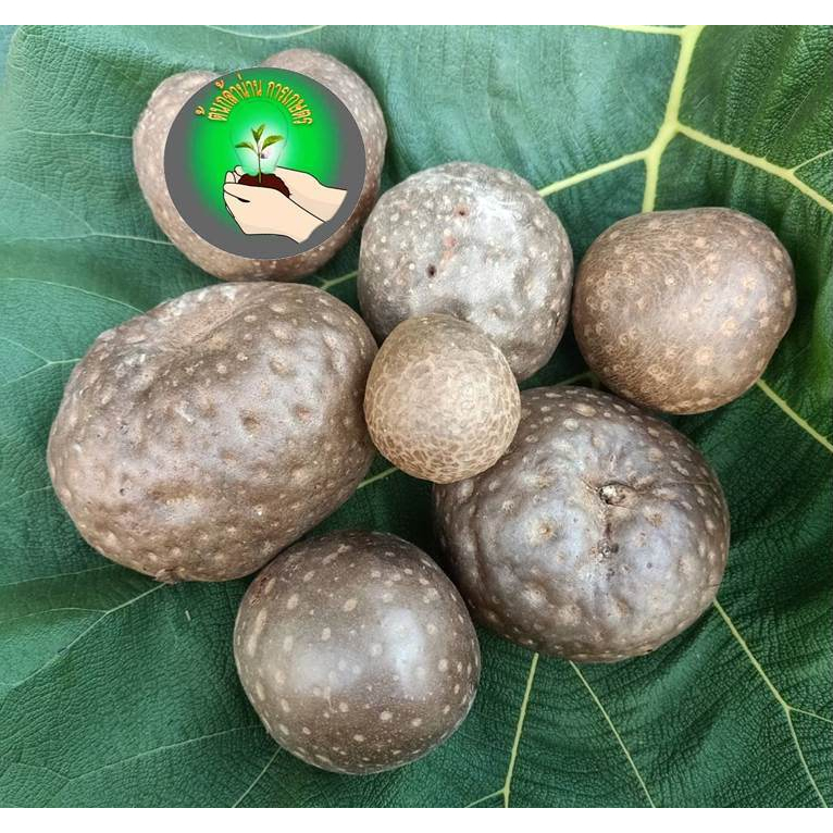 ว่านกลิ้งกลางดง เด่นคงกระพันชาตรี ว่านพระฉิม Dioscorea bulbifera L.