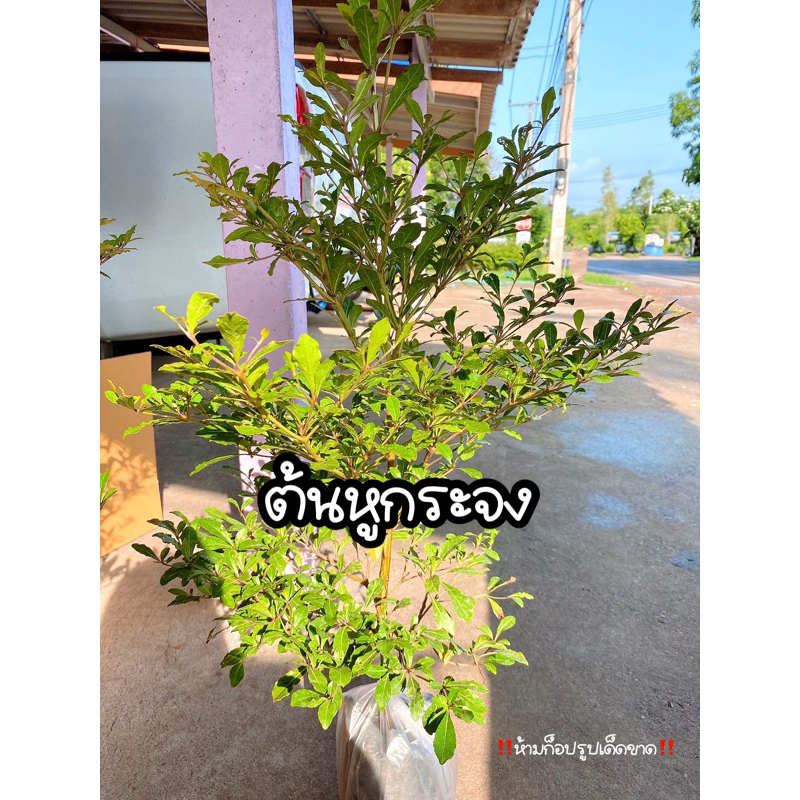 ต้นหูกระจง(ชุด5ต้น) ต้นแผ่บารมี ไม้มงคล ปลูกให้ร่มเงา
