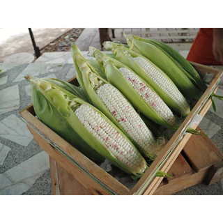 ข้าวโพดข้าวเหนียวเหนียวหวานชมพู 1000 เมล็ด 5000 เมล็ด #ราคาถูก #เหนียวหวานชมพู