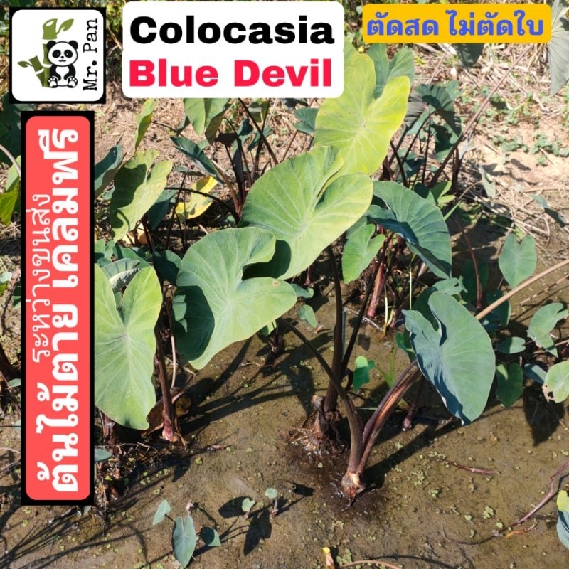 Colocasia Blue Devil ตัดสดไม่ตัดใบ โคโลคาเซีย บลู เดวิว