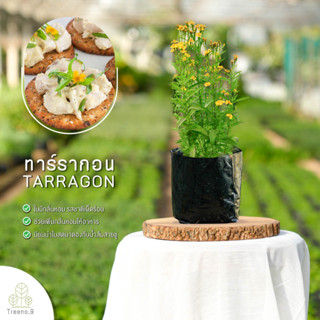 Treeno.9 T224 ทารากอน Tarragon ส่งแบบ ถุงดำ 6 นิ้ว ใบสดที่มีกลิ่นหอมรสเผ็ดร้อน มีดอกสีเหลือง ใช้ปรุงและประดับอาหาร  !ราคาสุดพิเศษ พร้อมกระถาง 6 นิ้ว