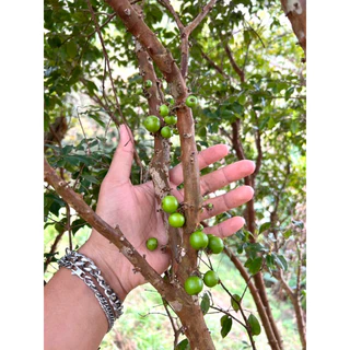 ต้นกล้าองุ่นบราซิล🍇 🌳ต้นที่ขายอายุมากกว่า5ปี สูง80ซม.ขึ้นไป 🪴องุ่นต้น หรือ ฌาบูชีกาบา 🍇