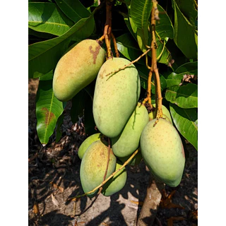 มะม่วงโชคอนันต์ มีทั้งแบบอ่อน และ แบบแก่ เก็บสดใหม่ทุกวัน 🥭จำหน่ายทั้งปี🥭 บรรจุ 1 กิโล