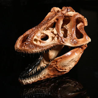 JAPAN โมเดล หัวกะโหลก ไดโนเสาร์ Dinosaur ไทแรนโนซอรัส Tyrannosaurus Rex เรซิ่น Resin กะโหลกผี Skull หัวกะโหลกจำลอง Gift