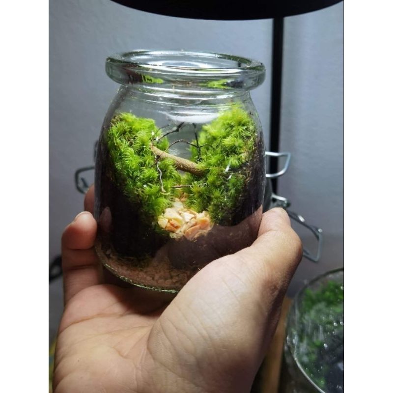สวนขวดแก้ว(Terrarium)ขนาดเล็กมินิมอล ราคา ถูกที่สุด ดีลบีเคเค แกลเลอรีภาพที่ 6