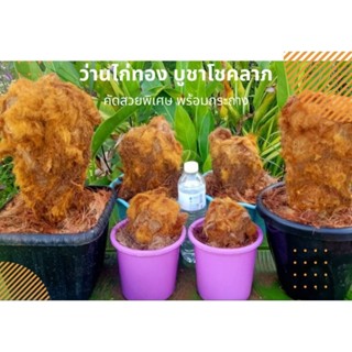 ว่านลูกไก่ทองขนาด  ว่านมหามงคล​ ส่งพร้อมกระถาง ไม้นำโชคใบพริ้วสวย เรียกทรัพย์โชคลาภ​