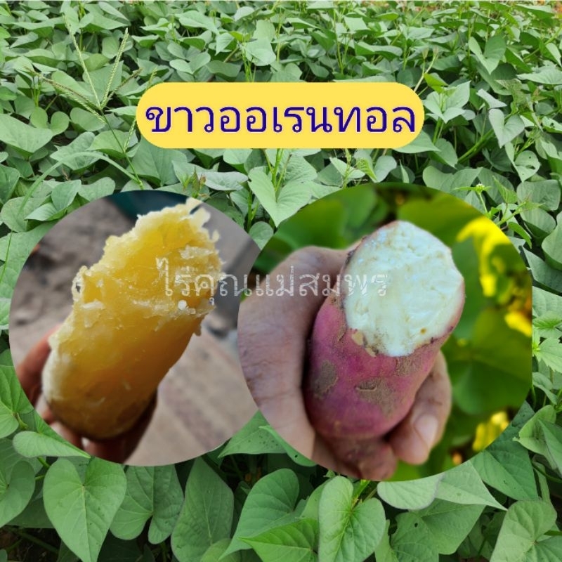 ยอดพันธุ์ขาวออเรนทอล ชุดละ 25-50-100 ยอด (เนื้อหวานฉ่ำ,หวานเท่าเบนิฮารุกะ)
