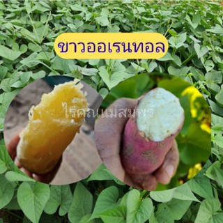 ยอดพันธุ์ขาวออเรนทอล ชุดละ 25-50-100 ยอด (เนื้อหวานฉ่ำ,หวานเท่าเบนิฮารุกะ)