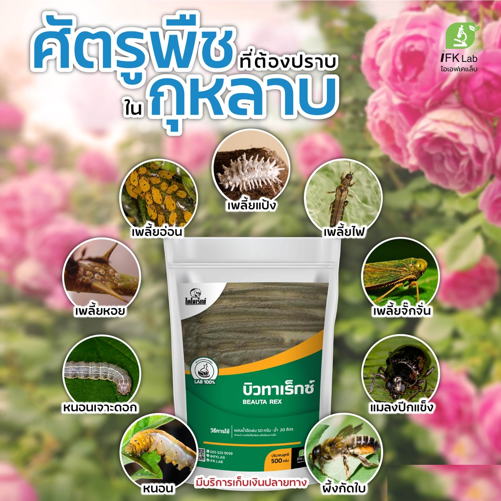 กำจัดเพลี้ยอ่อน เพลี้ยไฟ ไรแดงในกุหลาบ ด้วยผลิตภัณฑ์กำจัดแมลงศัตรูพืช ปากกัดปากดูด บิวทาเร็กซ์