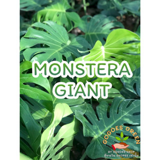 มอนสเตอร่า ไจแอนท์ Monstera Deliciosa (Giant) ต้นมอนสเตอร่า ต้นไม้ฟอกอากาศสุดฮิต พร้อมปลูก พร้อมส่งค่ะ