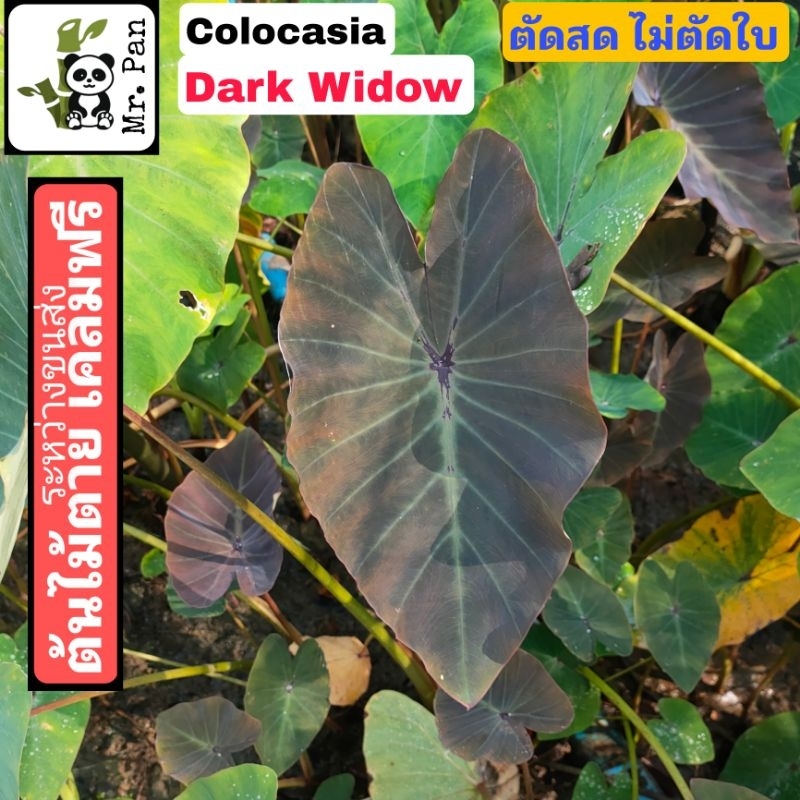 Colocasia Dark Widow ตัดสด ไม่ตัดใบ โคโลคาเซีย ดาร์กวิโดว์