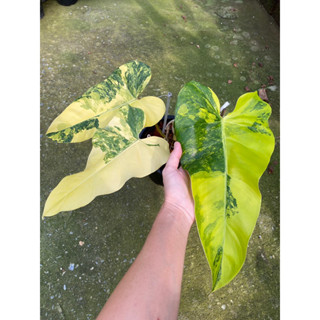 ฟิโลโดเมสติก โดเมสติคัม ฟิโลโดเมสติก ด่างเหลือง ไม้ด่าง philodendron domesticum var